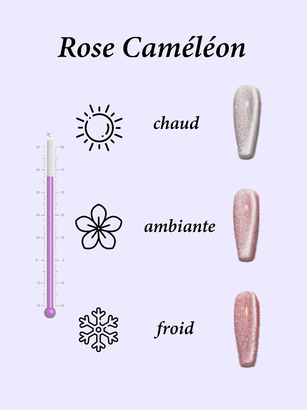 Rose Caméléon