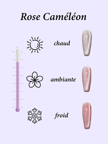 Rose Caméléon